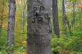 Sweetheart's Initials and Names Carved into a Tree in the Woods. Royalty Free Stock Photo