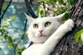 Sweetheart white fluffy cat climbs the tree in the spring