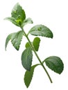 Sweetleaf, sugar leaf or Stevia rebaudiana, paths