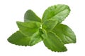 Sweetleaf, sugar leaf or Stevia rebaudiana, paths Royalty Free Stock Photo