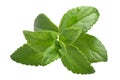 Sweetleaf, sugar leaf or Stevia rebaudiana, paths