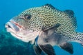 Sweetlips getting cleaned