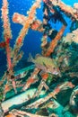 Sweetlips on an underwater wreck