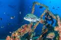 Sweetlips on an underwater wreck Royalty Free Stock Photo