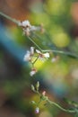 Sweetly Dried, Little Iron-weed, Purple Flea-bane white flower.