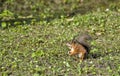 Sweetly pretty squirrel