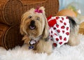 Sweetness in Every Step: My Lovely Strawberry Dog Royalty Free Stock Photo