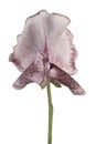 sweetpea flower