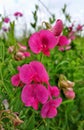 Sweetpea flowers pink wild rose Royalty Free Stock Photo