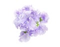 Sweetpea in a white background