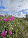 Sweetpeas across a nature path Royalty Free Stock Photo