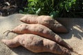 Sweetpotato on a jute