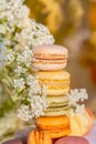 Sweets macarons and meadow white flowers in the summer evening in the garden.