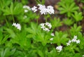 Sweetscented bedstraw Galium odoratum