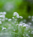 Sweetscented bedstraw Galium odoratum