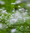 Sweetscented bedstraw Galium odoratum