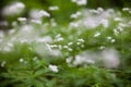 Sweetscented bedstraw Galium odoratum