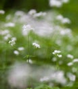 Sweetscented bedstraw Galium odoratum