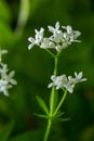 Sweetscented bedstraw, Galium odoratum, flowers in the spring forest. White wildflowers. Close-up