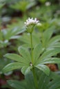 Sweetscented bedstraw Galium odoratum