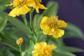 Sweetscented marigold Tagetes lucida Royalty Free Stock Photo
