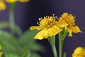 Sweetscented marigold Tagetes lucida Royalty Free Stock Photo