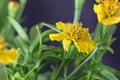 Sweetscented marigold Tagetes lucida Royalty Free Stock Photo