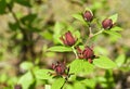 Sweetshrub blossoms with green natural background Royalty Free Stock Photo