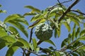 Sweetsop custard-apple or sugar-apple fruit on tree