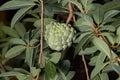 Sweetsop Green Fruit