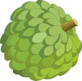 Sweetsop isolated on white background