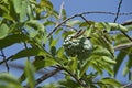 Sweetsop sugar-apple or custard-apple fruit on tree Royalty Free Stock Photo