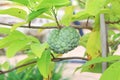 Sweetsop, Sugar Apple In A Tree Royalty Free Stock Photo