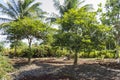 Sweetsop Tree Shadows On The Ground Royalty Free Stock Photo