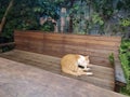 A Sweety cat sleeping in the bench