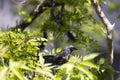 Sweety fieldfare sitting on the tree on the sunny day with some food in the beak