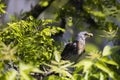 Sweety fieldfare sitting on the tree on the sunny day