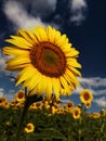 Sweety sunflower wind summer Royalty Free Stock Photo