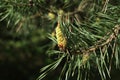 Swelled buds on pine tree. Closeup. Sunny day