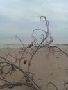 Swept Away Branch at Rembang Beach