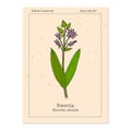 Swertia chirata medicinal plant