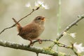 A swet singing Wren perched on a blackthorn tree in blossom. Royalty Free Stock Photo