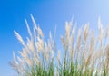 Swhite Feather Grass in wind with sky background Royalty Free Stock Photo