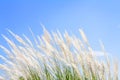 Swhite Feather Grass in wind with sky background Royalty Free Stock Photo