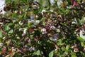 Swida alba - wild berry bush in autumn