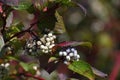 Swida alba - wild berry bush in autumn