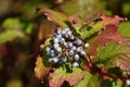 Swida alba - wild berry bush in autumn