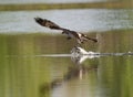 Swift acting Osprey catches a fish. Royalty Free Stock Photo