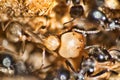 Swift ants are fixed on macro photo Royalty Free Stock Photo