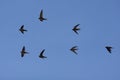 Swift, Apus apus Royalty Free Stock Photo